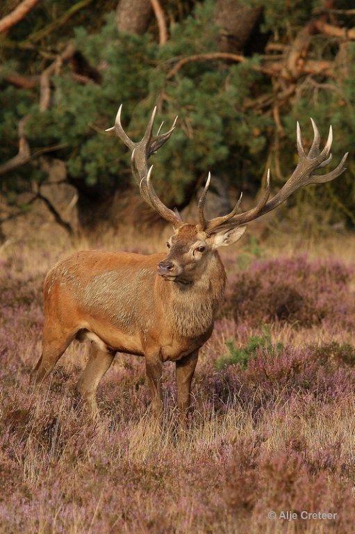 De Hoge Veluwe17 Sept.2012.jpg - De hoge Veluwe