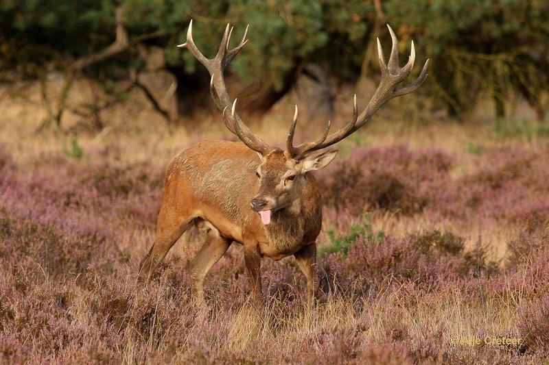 De Hoge Veluwe18 Sept.2012.jpg - De hoge Veluwe