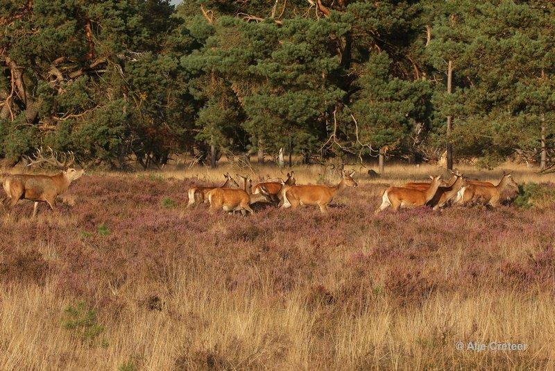 De Hoge Veluwe19 Sept.2012.jpg - De hoge Veluwe