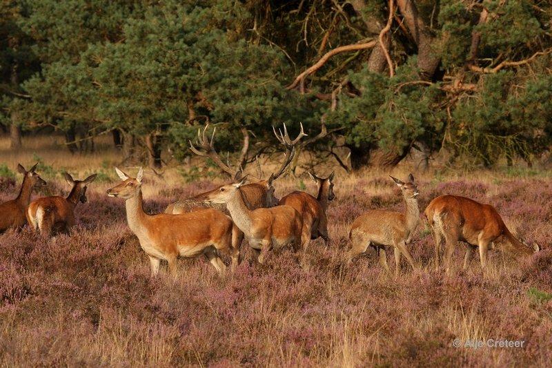 De Hoge Veluwe21 Sept.2012.jpg - De hoge Veluwe