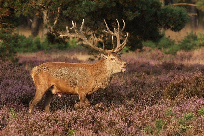 De Hoge Veluwe24 Sept.2012.jpg - De hoge Veluwe