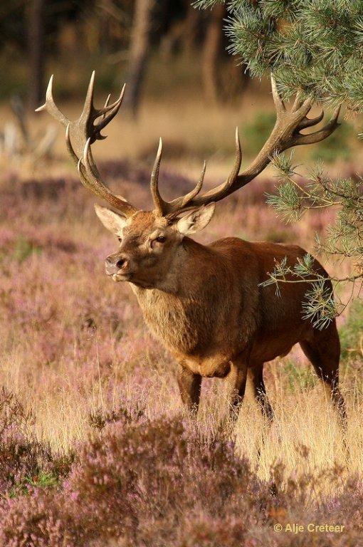 De Hoge Veluwe25 Sept.2012.jpg - De hoge Veluwe