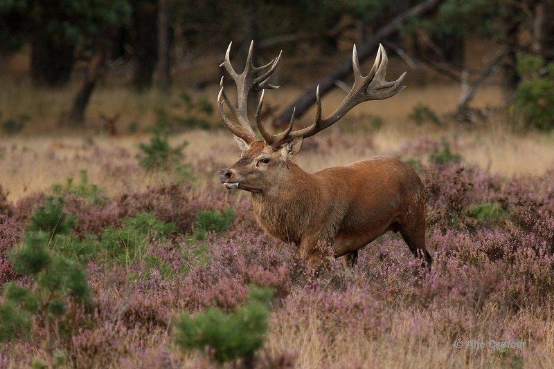 De Hoge Veluwe29 Sept.2012.jpg - De hoge Veluwe