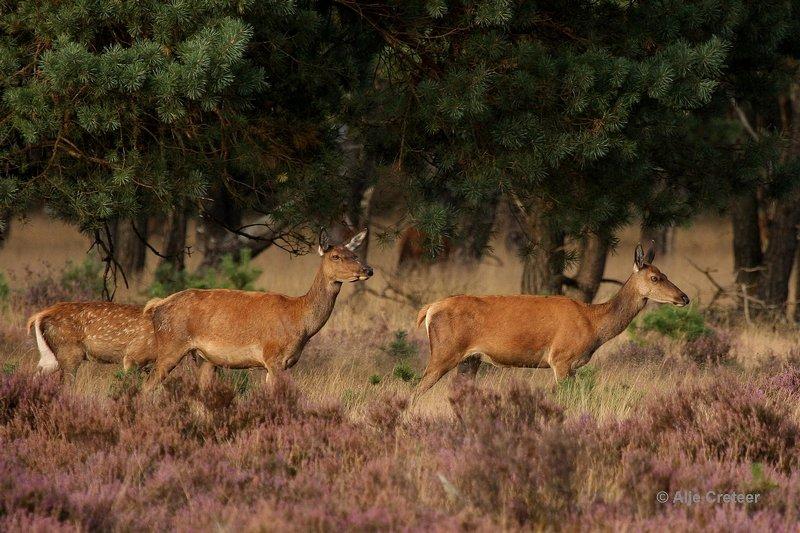 De Hoge Veluwe3 Sept.2012.jpg - De hoge Veluwe