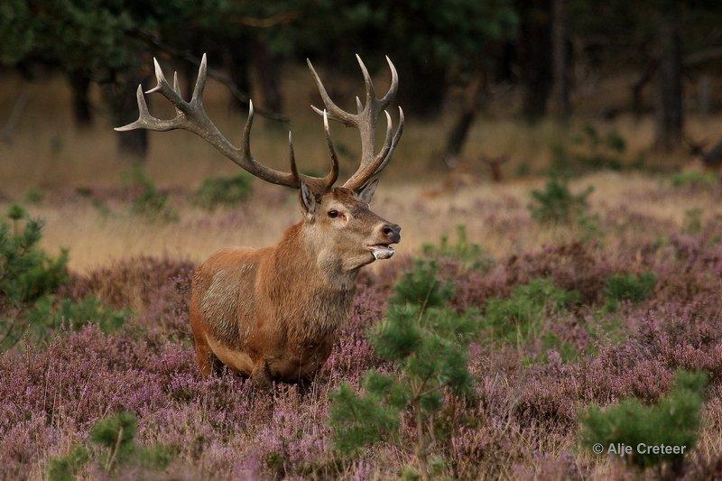 De Hoge Veluwe30 Sept.2012.jpg - De hoge Veluwe