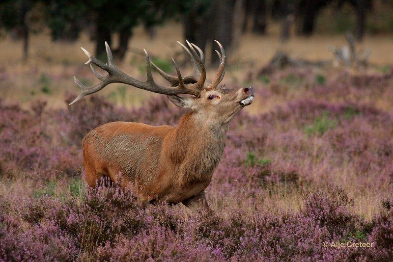 De Hoge Veluwe32 Sept.2012.jpg - De hoge Veluwe