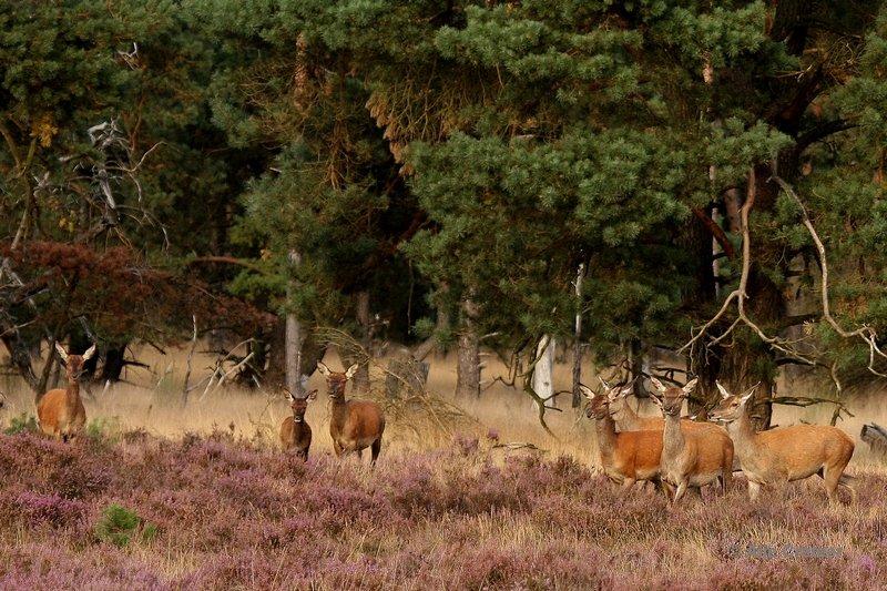 De Hoge Veluwe4 Sept.2012.jpg - De hoge Veluwe