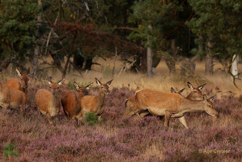 De Hoge Veluwe9 Sept.2012.jpg - De hoge Veluwe