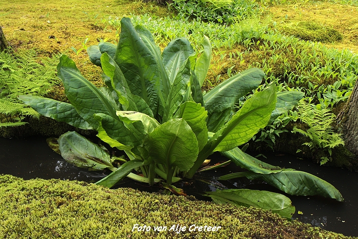 Japanse Tuin14.JPG