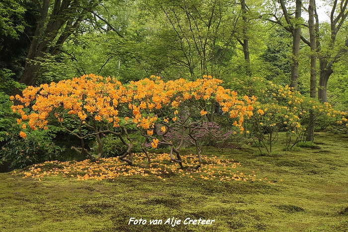 Japanse Tuin15.JPG