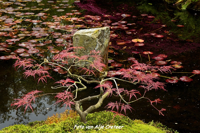 Japanse Tuin42.JPG