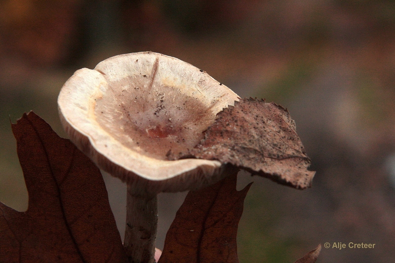 paddenstoelen 03.JPG - Paddestoelen 2012