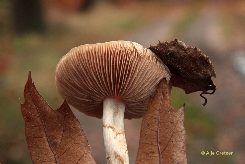 paddenstoelen 04.JPG - Paddestoelen 2012