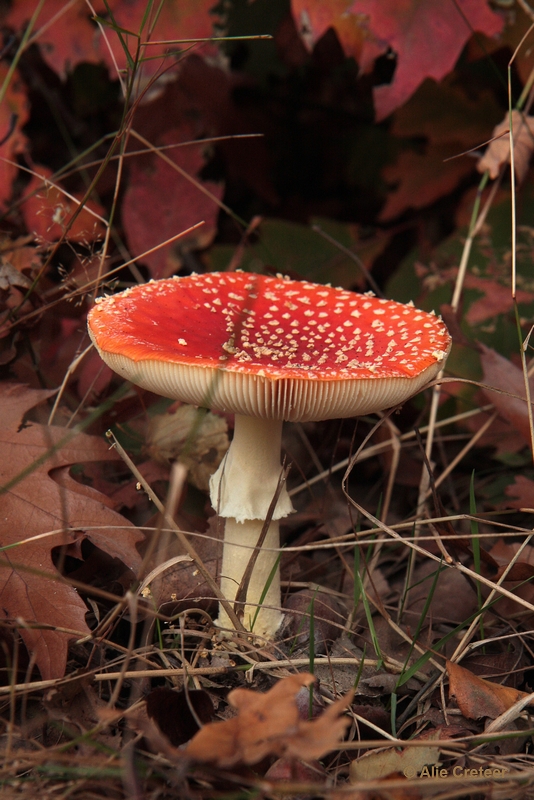 paddenstoelen 08.JPG - Paddestoelen 2012