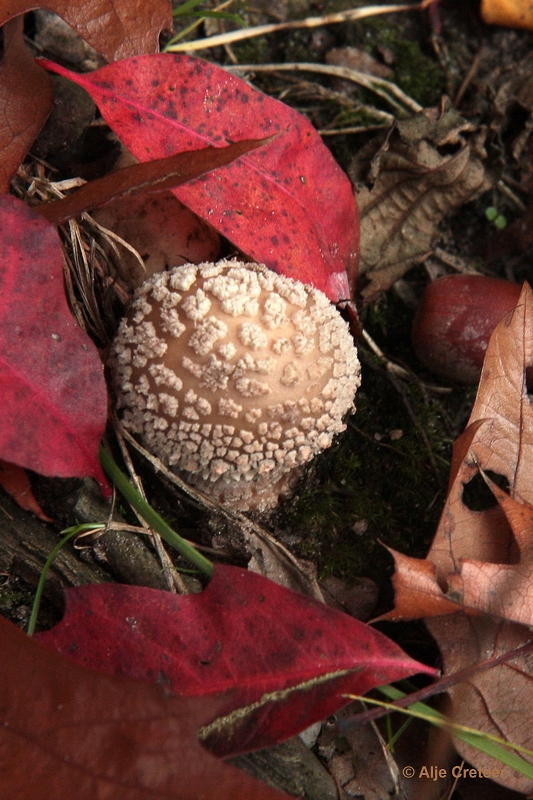 paddenstoelen 09.JPG - Paddestoelen 2012