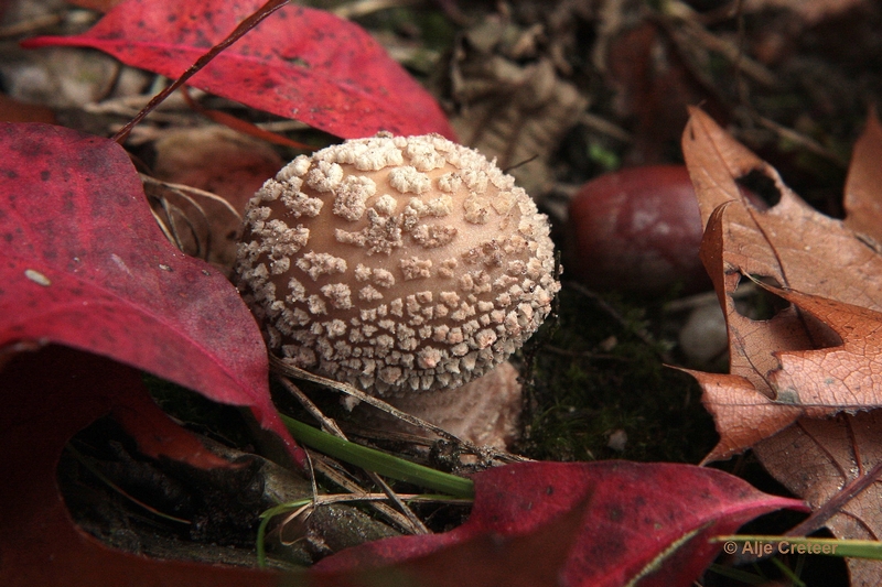 paddenstoelen 10.JPG - Paddestoelen 2012