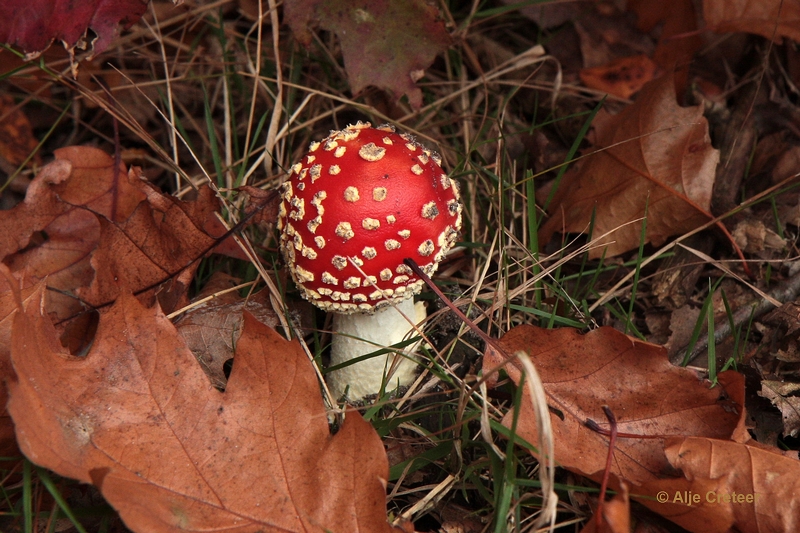 paddenstoelen 11.JPG - Paddestoelen 2012