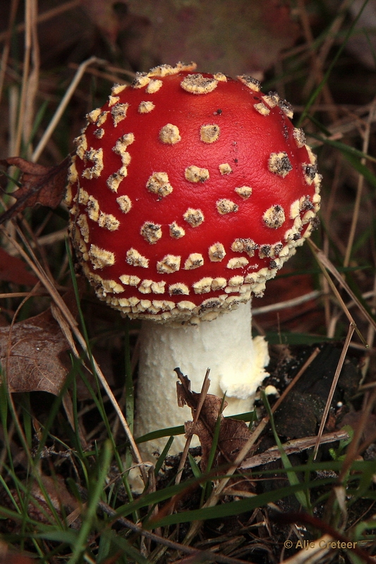 paddenstoelen 12.JPG - Paddestoelen 2012