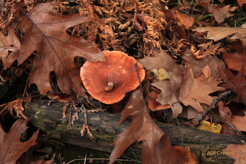 paddenstoelen 14.JPG - Paddestoelen 2012