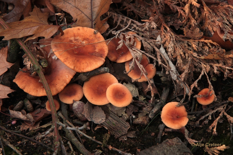 paddenstoelen 15.JPG - Paddestoelen 2012