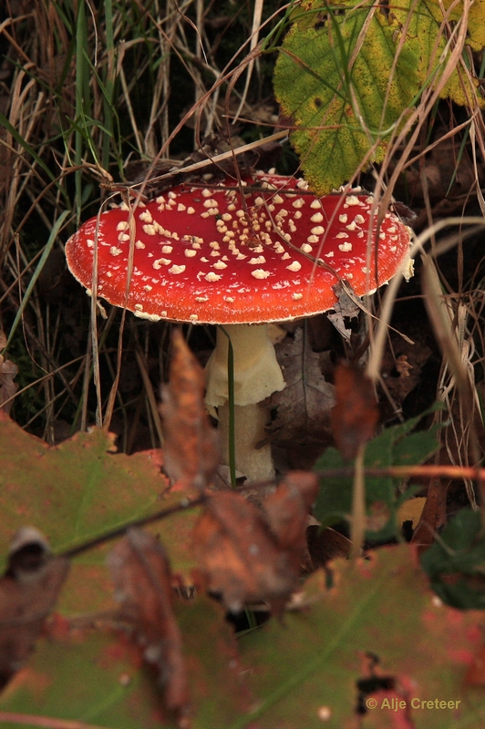 paddenstoelen 17.JPG - Paddestoelen 2012