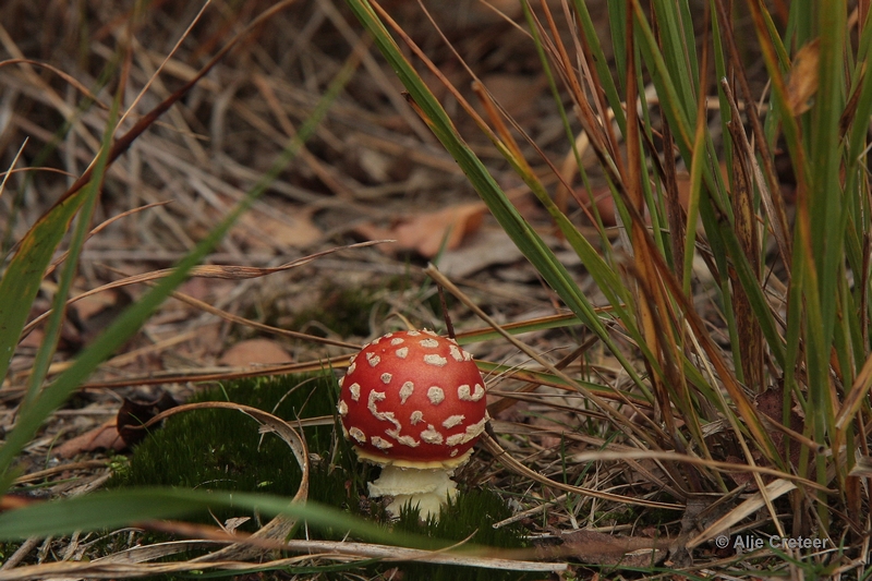 paddenstoelen 18.JPG - Paddestoelen 2012