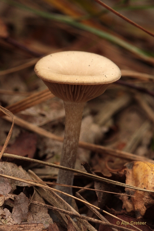 paddenstoelen 19.JPG - Paddestoelen 2012