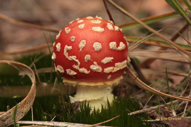 paddenstoelen 22.JPG - Paddestoelen 2012