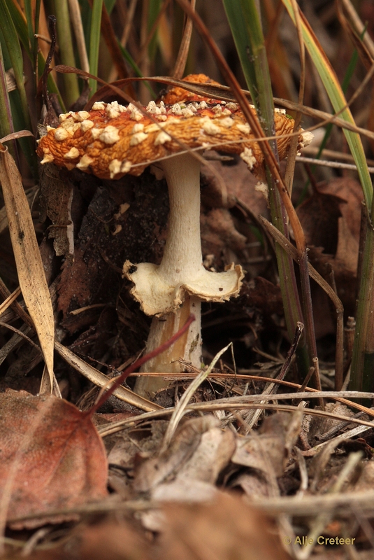 paddenstoelen 24.JPG - Paddestoelen 2012