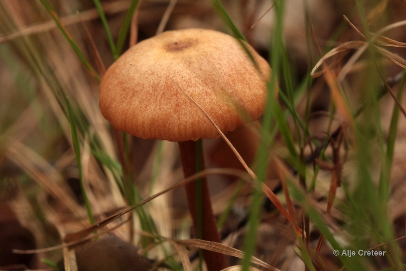 paddenstoelen 27.JPG - Paddestoelen 2012