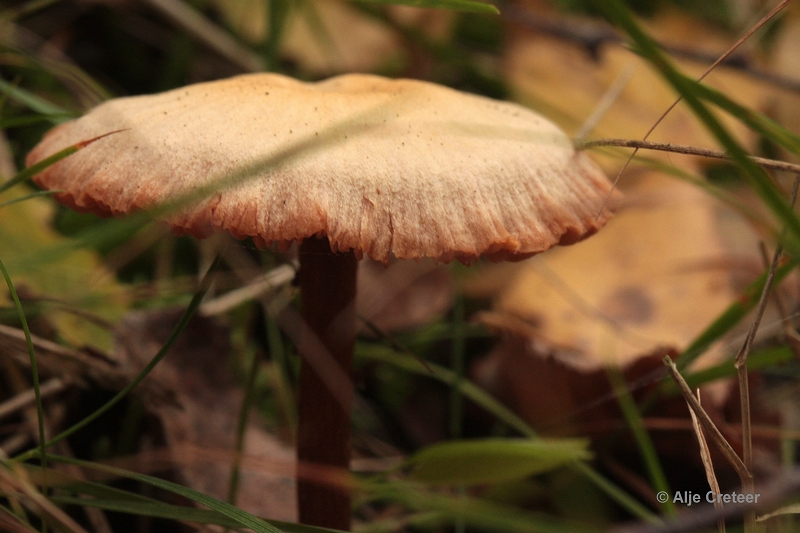 paddenstoelen 28.JPG - Paddestoelen 2012