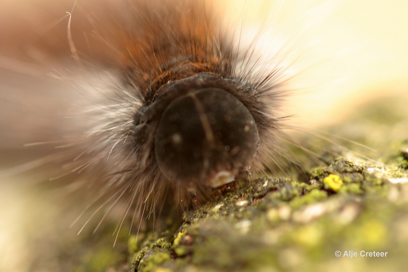 paddenstoelen 29.JPG - Paddestoelen 2012