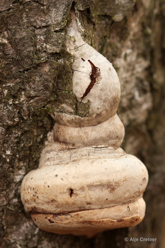 paddenstoelen 33.JPG - Paddestoelen 2012