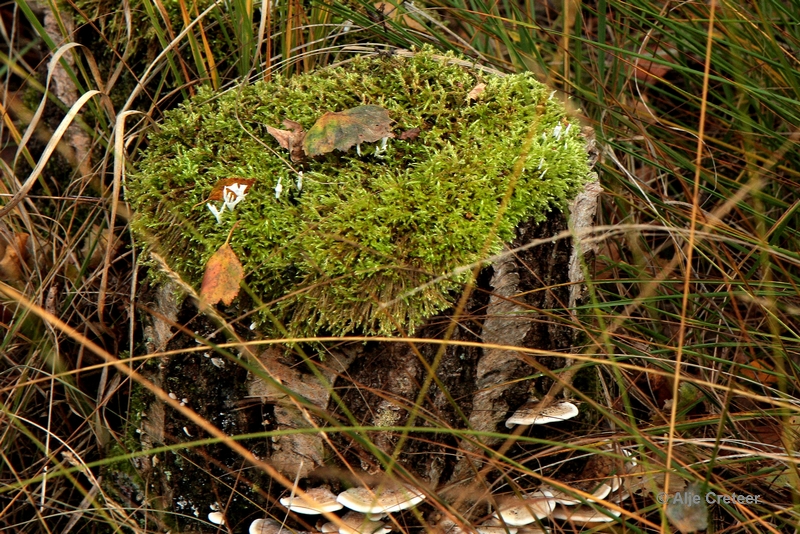 paddenstoelen 35.JPG - Paddestoelen 2012