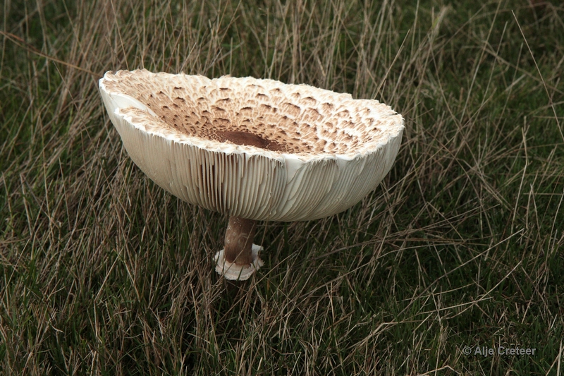 paddenstoelen 38.JPG - Paddestoelen 2012