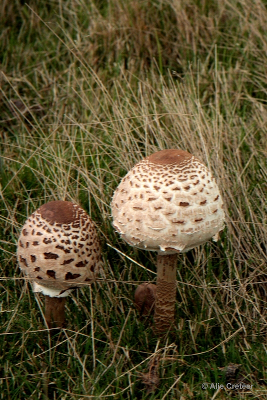 paddenstoelen 39.JPG - Paddestoelen 2012