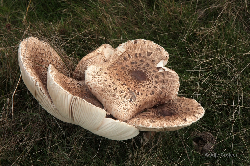 paddenstoelen 41.JPG - Paddestoelen 2012