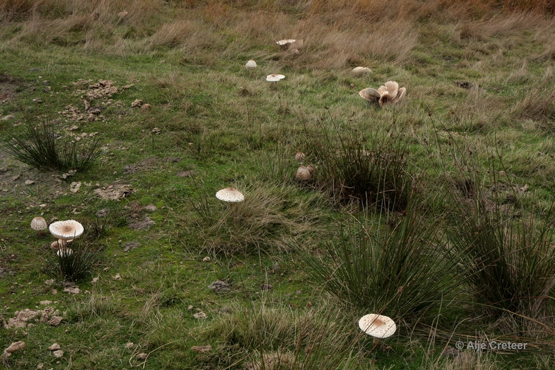 paddenstoelen 43.JPG - Paddestoelen 2012