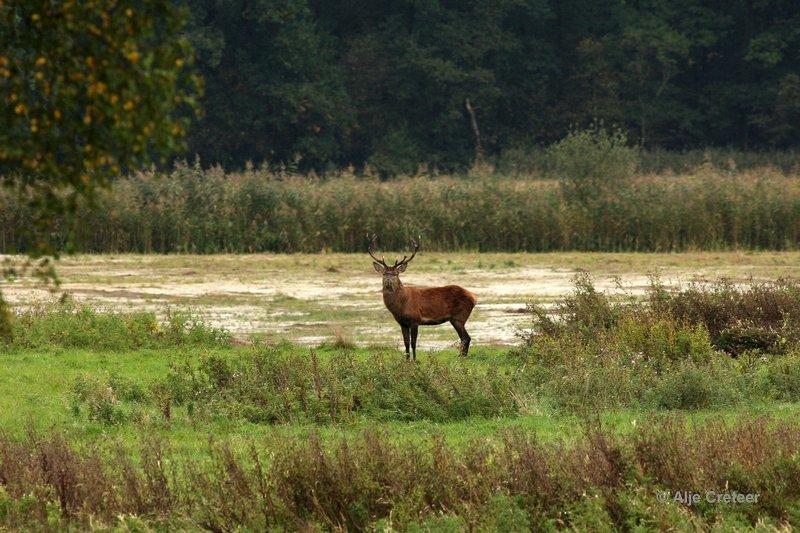 Weerterbergen01.jpg - Herten in de Weerterbergen