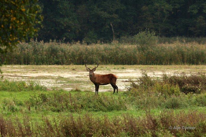 Weerterbergen02.jpg - Herten in de Weerterbergen