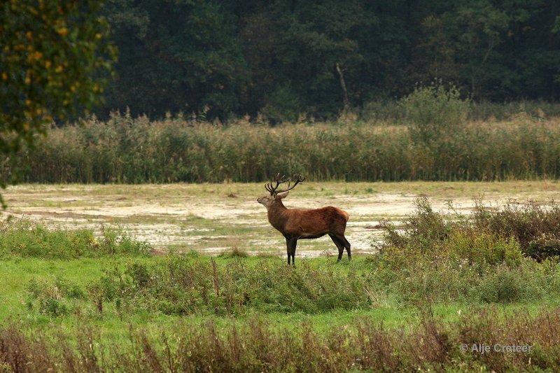 Weerterbergen03.jpg - Herten in de Weerterbergen