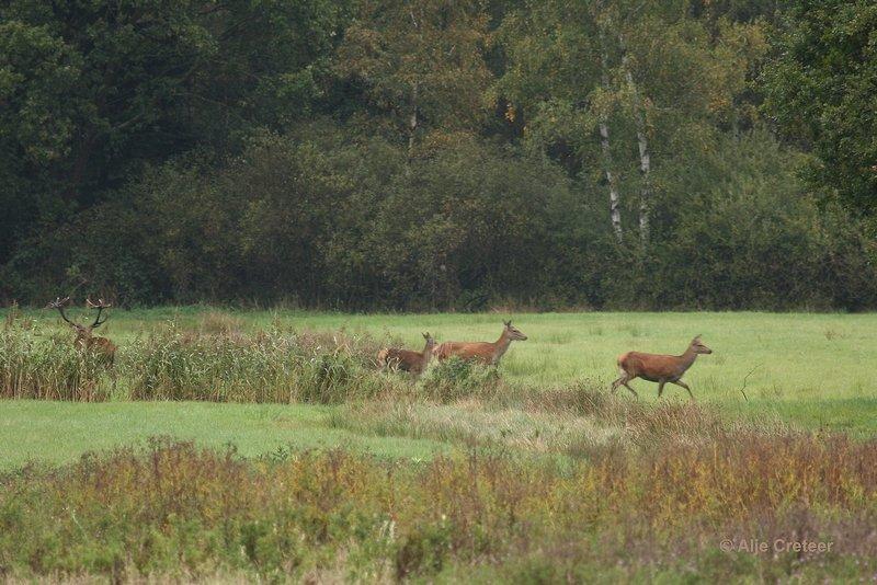 Weerterbergen04.jpg - Herten in de Weerterbergen