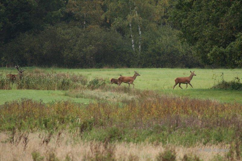 Weerterbergen05.jpg - Herten in de Weerterbergen