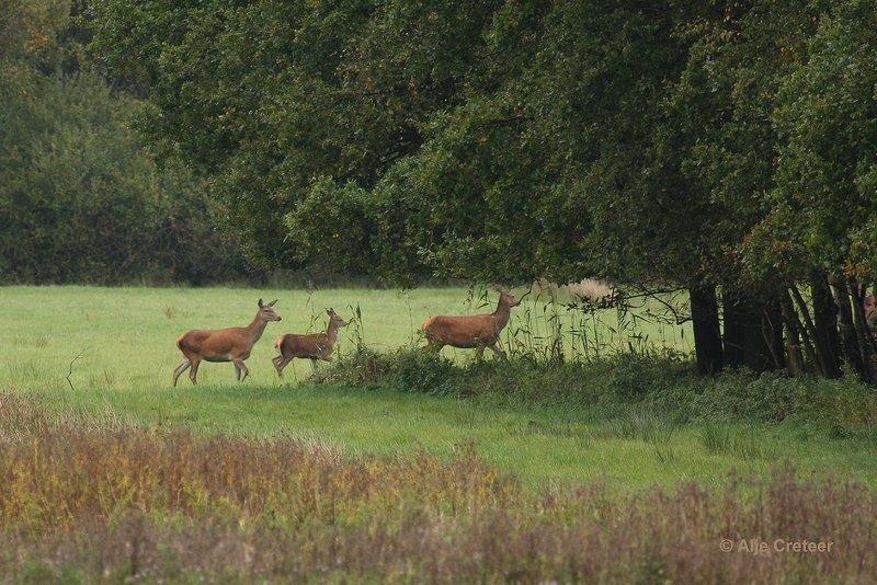 Weerterbergen07.jpg - Herten in de Weerterbergen