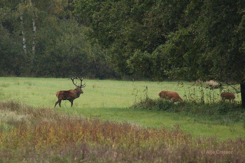 Weerterbergen08.jpg - Herten in de Weerterbergen