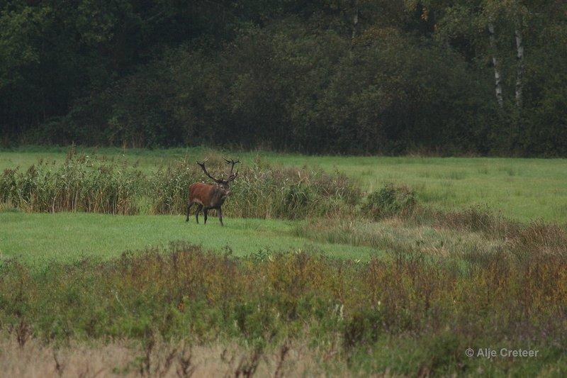 Weerterbergen11.jpg - Herten in de Weerterbergen