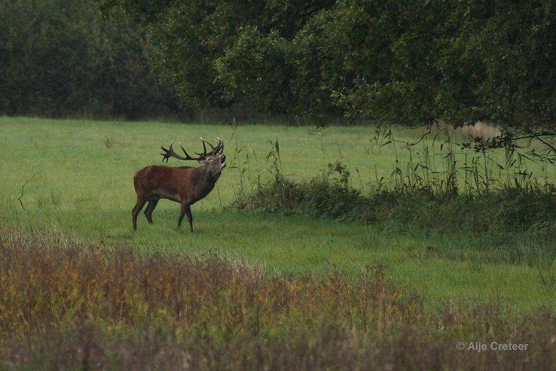 Weerterbergen12.jpg - Herten in de Weerterbergen