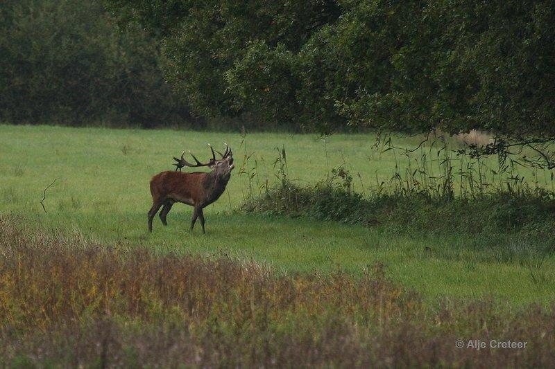 Weerterbergen13.jpg - Herten in de Weerterbergen