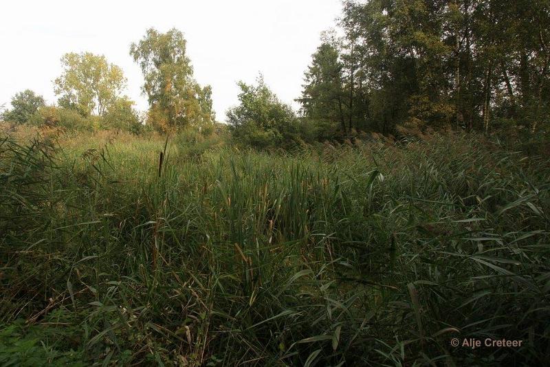 Herfstplaatjes 06.jpg - De herfst is begonnen