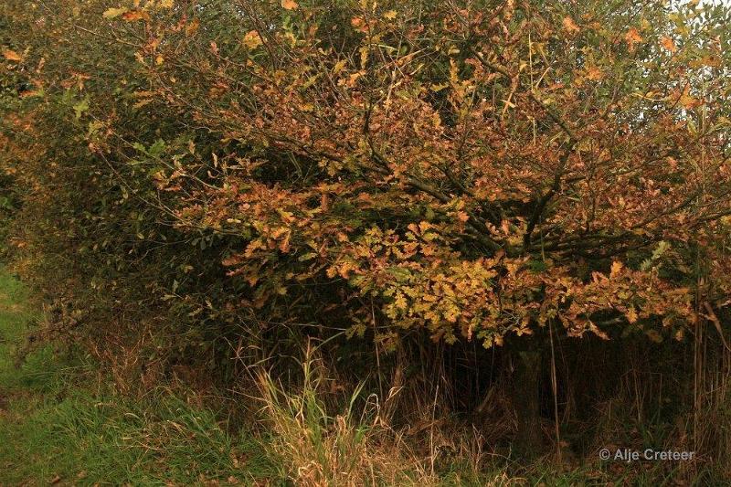 Herfstplaatjes 11.jpg - De herfst is begonnen